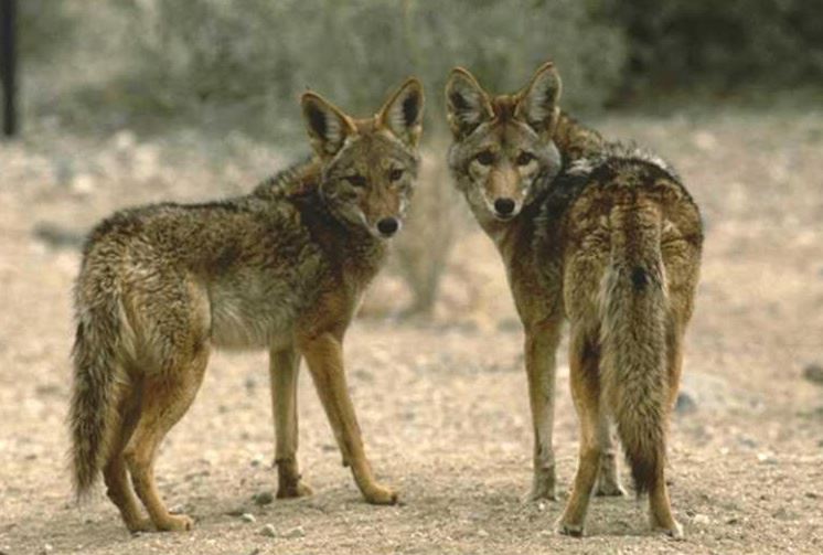 Two coyotes
